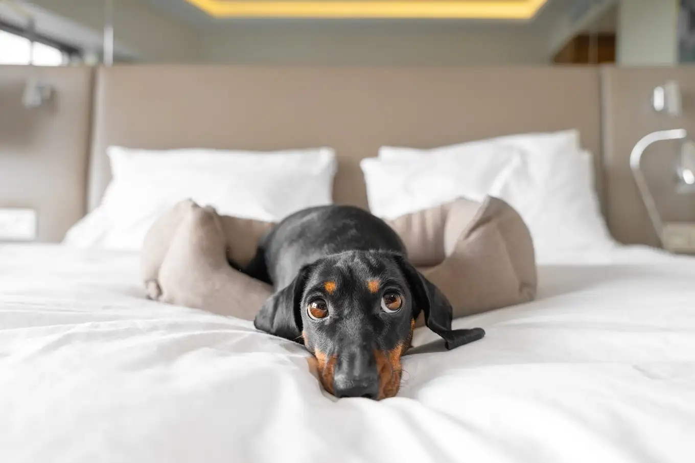 hotel dla psa